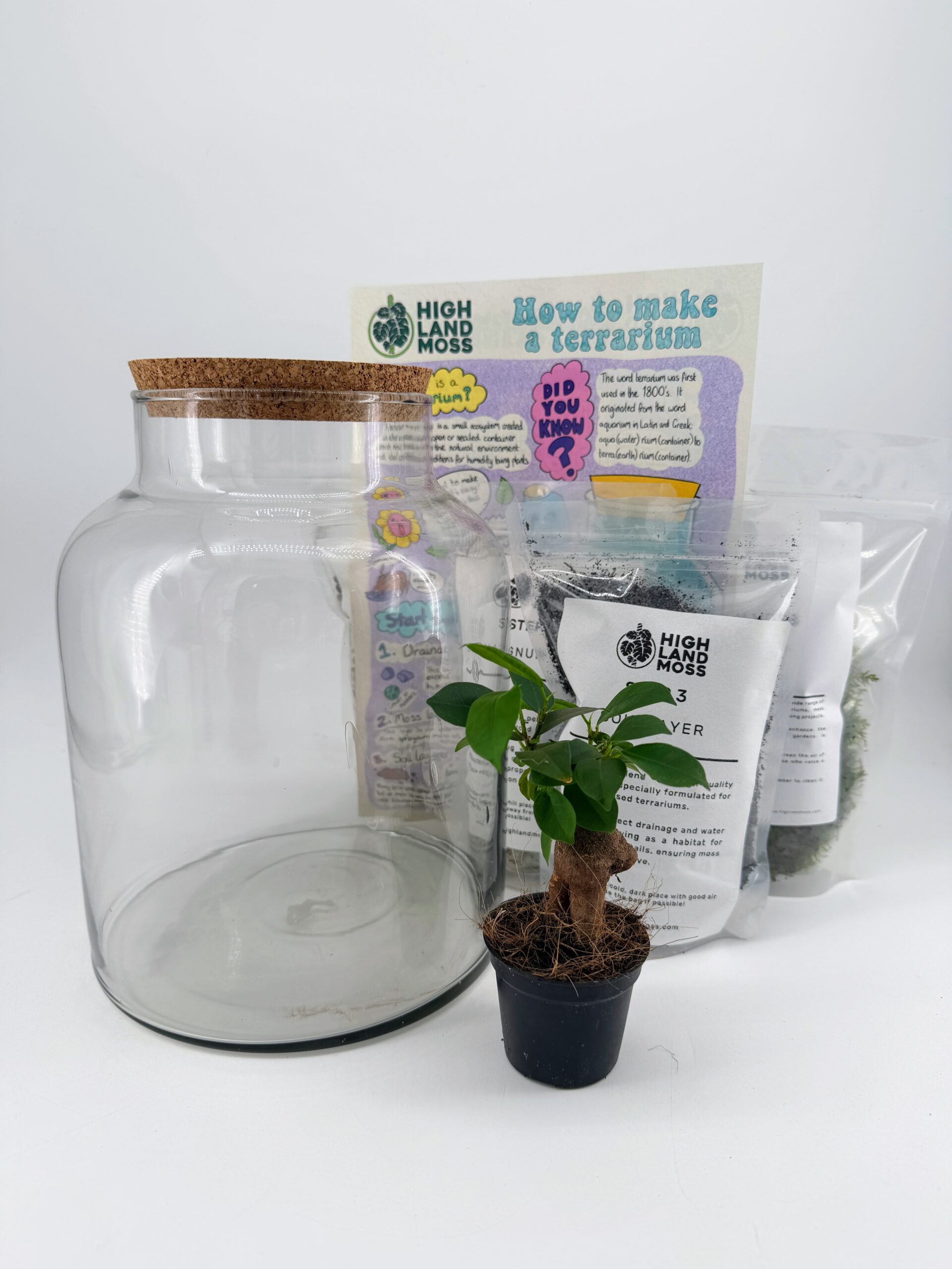 Ficus Bonsai plant with terrarium soil, moss and Highland Moss instructions
