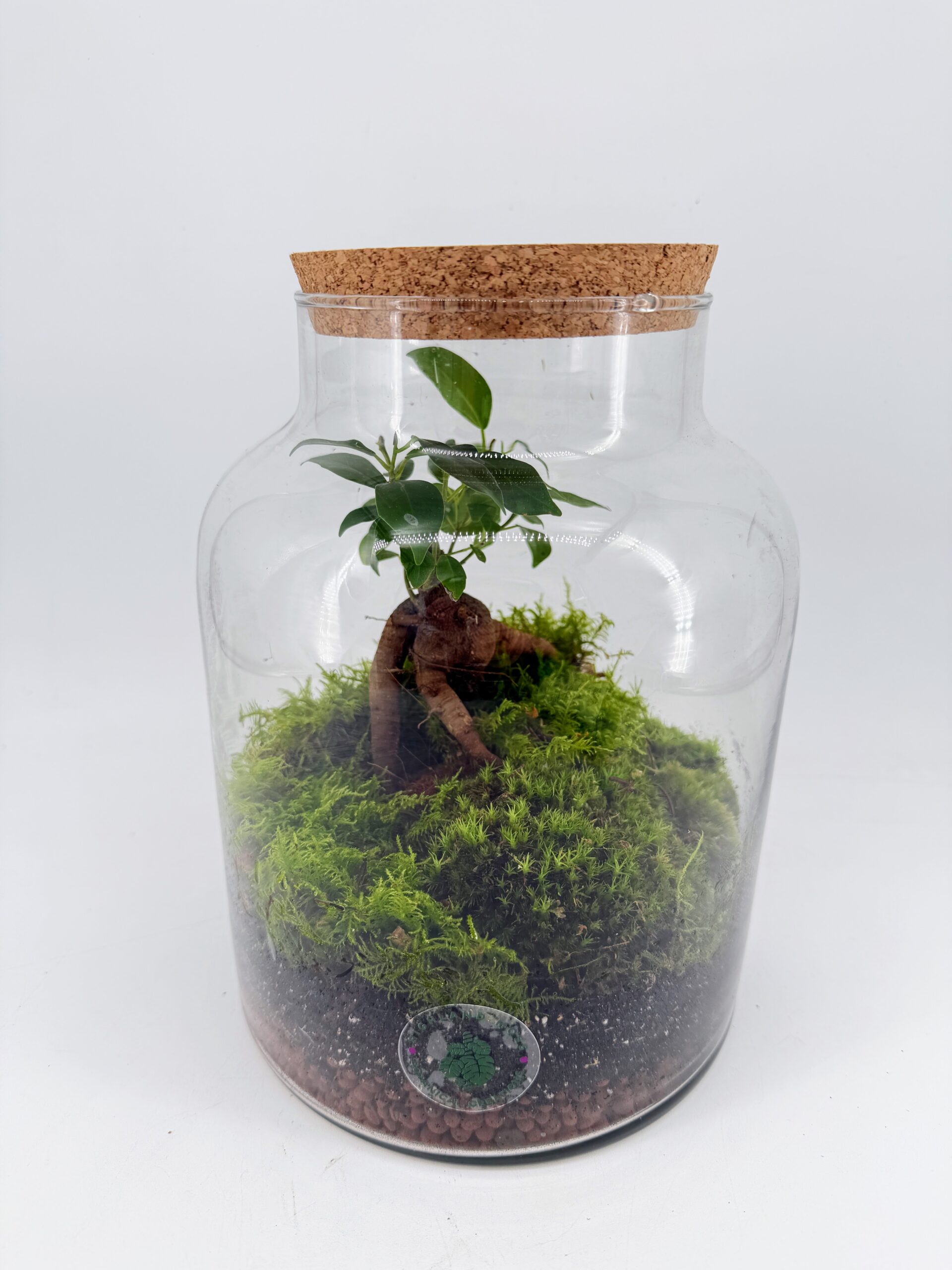 Ficus Bonsai terrarium DIY kit with glass jar, moss, layers and instructions
