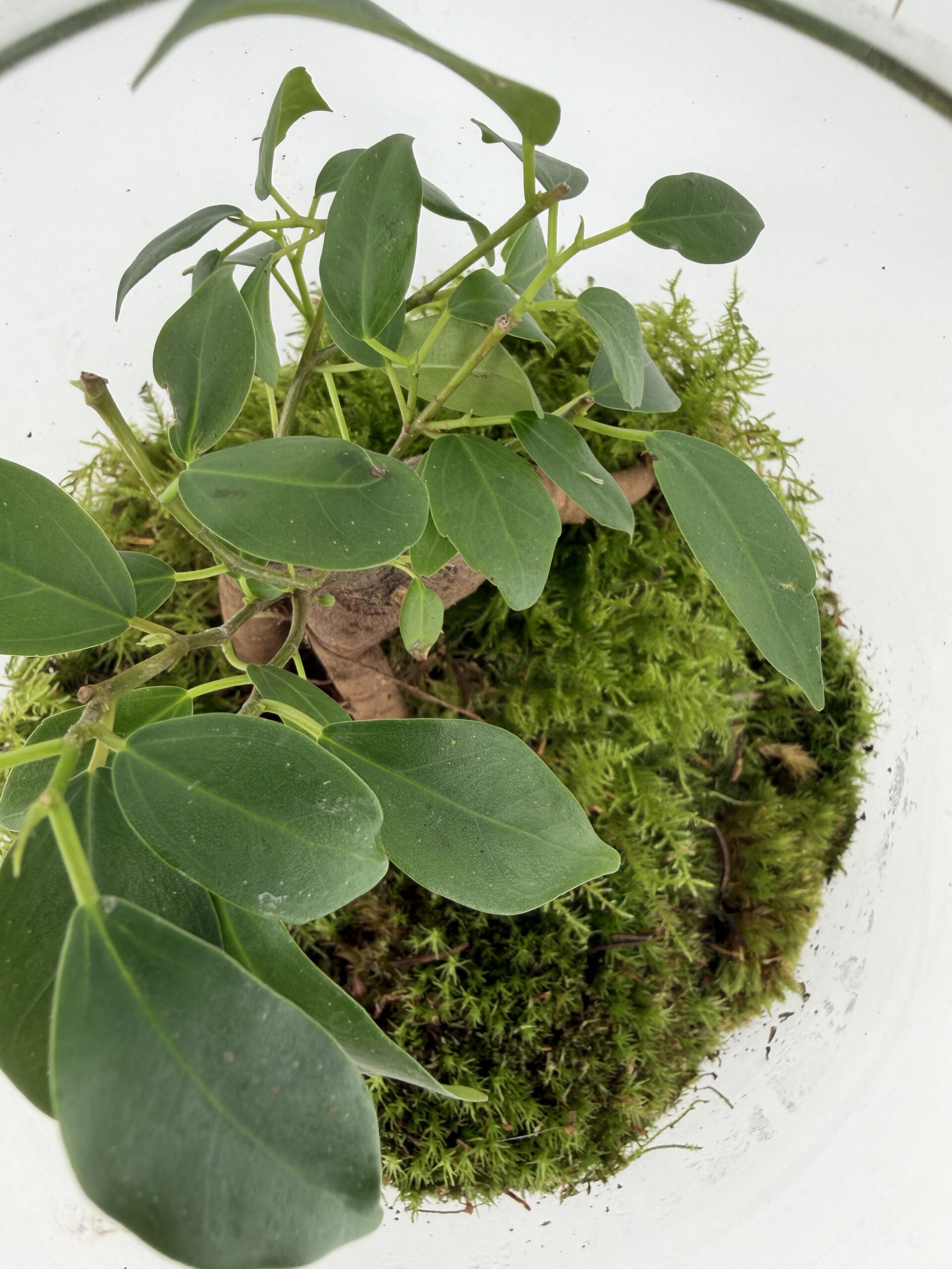 Finished Ficus Bonsai closed terrarium with fresh moss inside glass jar