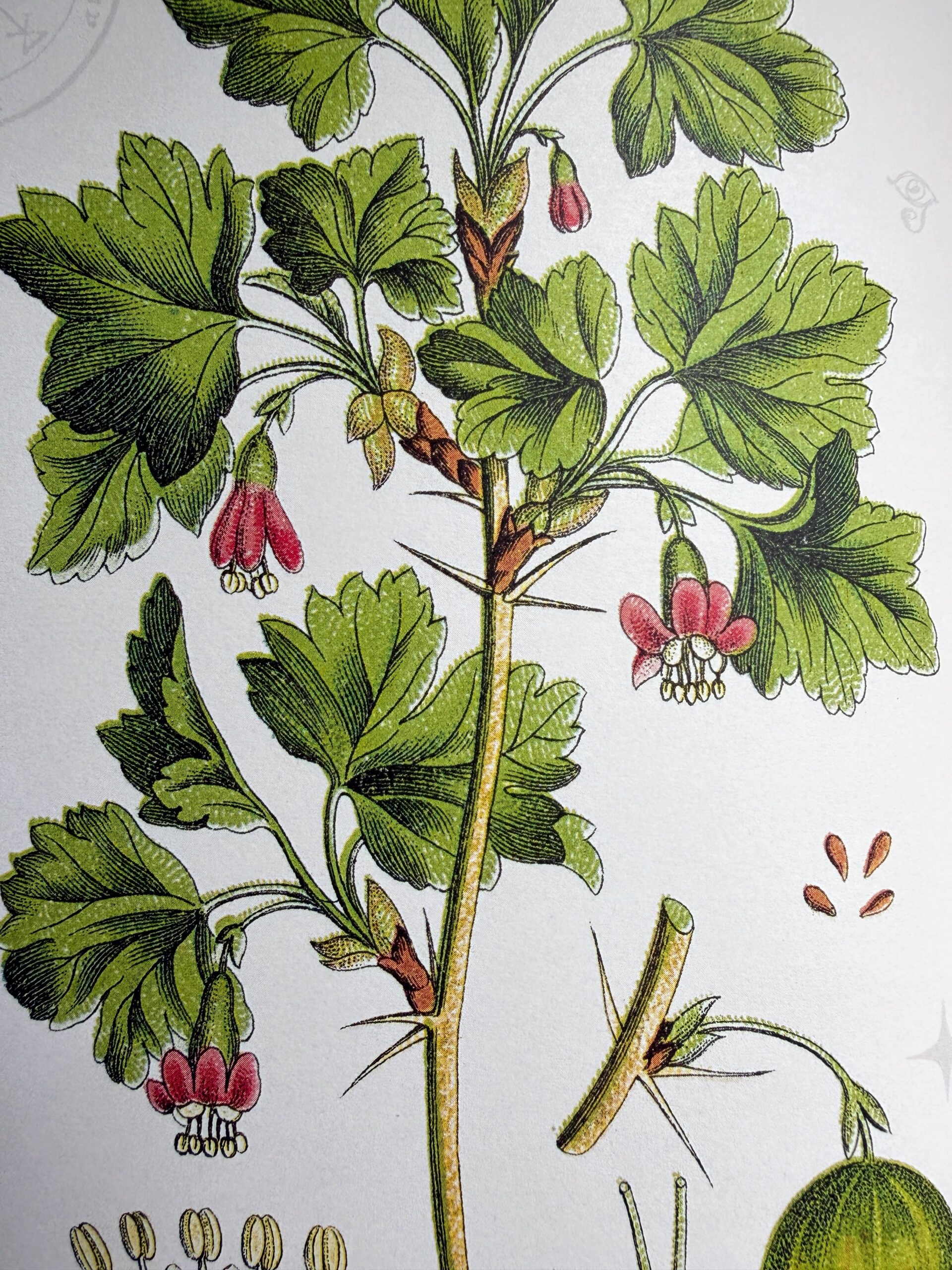 Botanical illustration of a flowering gooseberry plant inside the Witch’s Orchard book.
