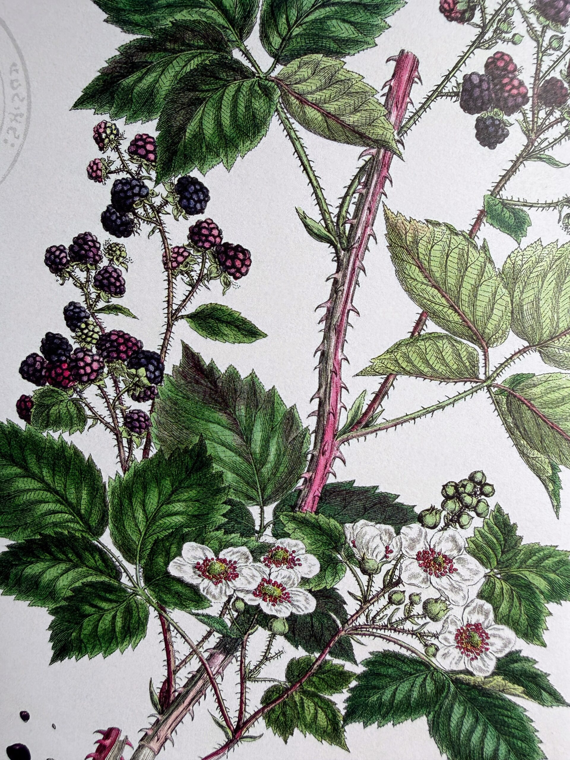 Vintage botanical illustration of a blackberry plant with flowers, leaves and ripening fruit.