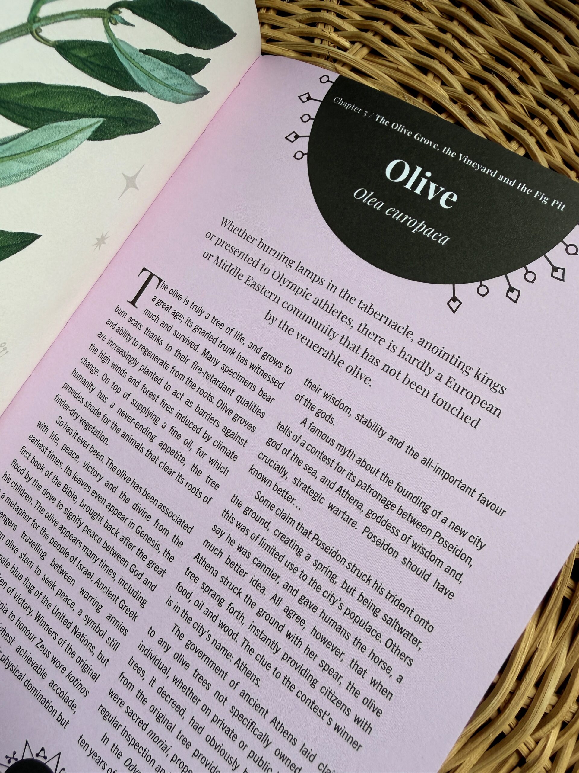 Open Witch’s Orchard book showing a chapter about olive tree history, mythology and folklore.